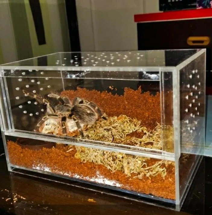 10% OFF Acrylic Enclosure for Tarantula, Scorpion, Dwarf Hamsters (free cocopeat) 8x5 Front